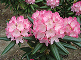 rhododendron